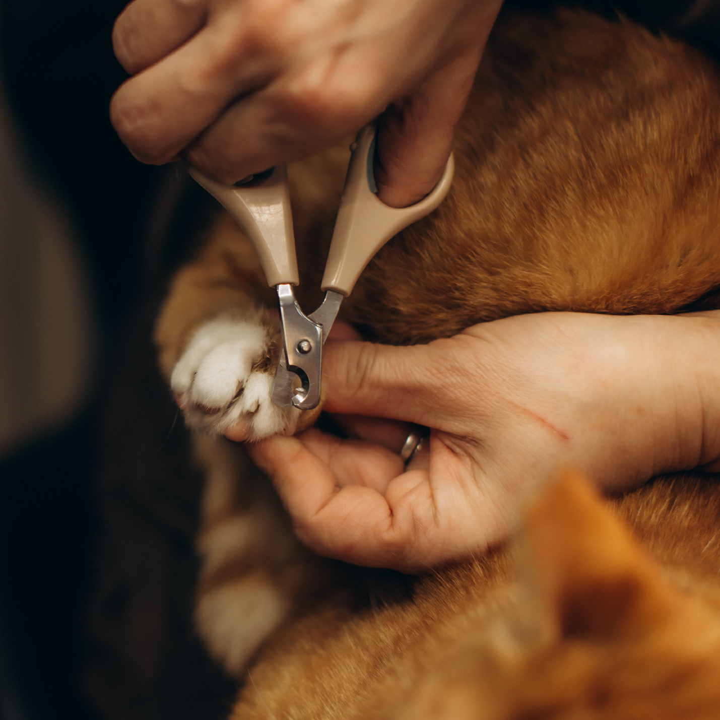 Uñas siendo cortadas gato criollo-1.jpg